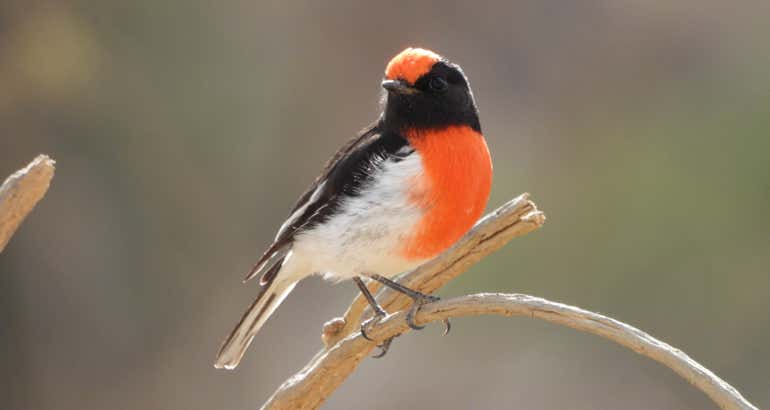 Flinders Ranges birding tour - birdwatching brachina gorge bunyeroo gorge