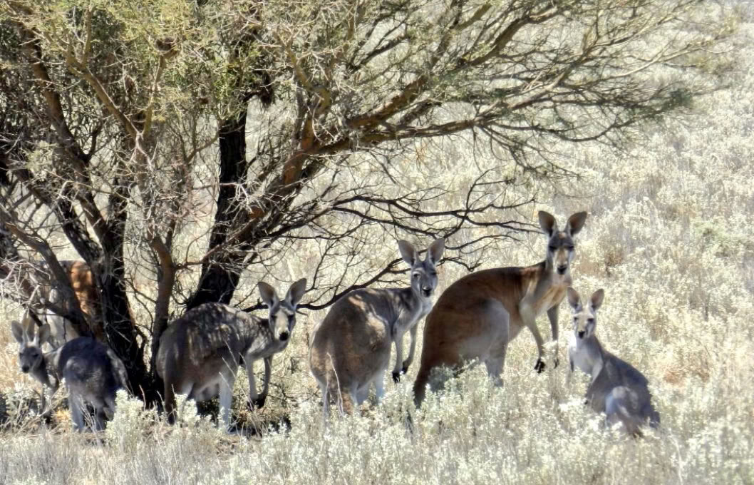 Flinders Ranges Tours from Adelaide kangaroos