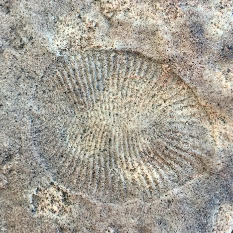 Flinders Ranges Ediacaran Fossil tour - world heritage bid