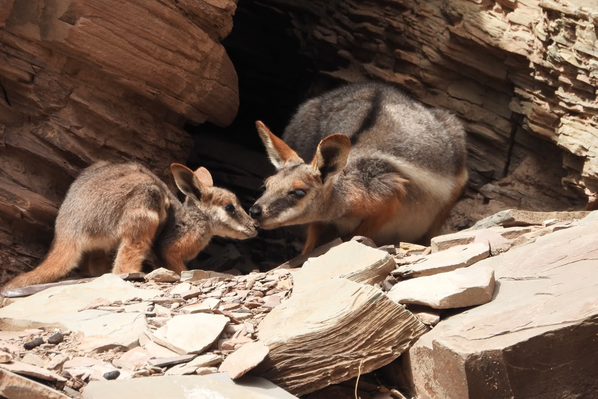 Flinders Rages 3 day tour Flinders Ranges 3 day tour