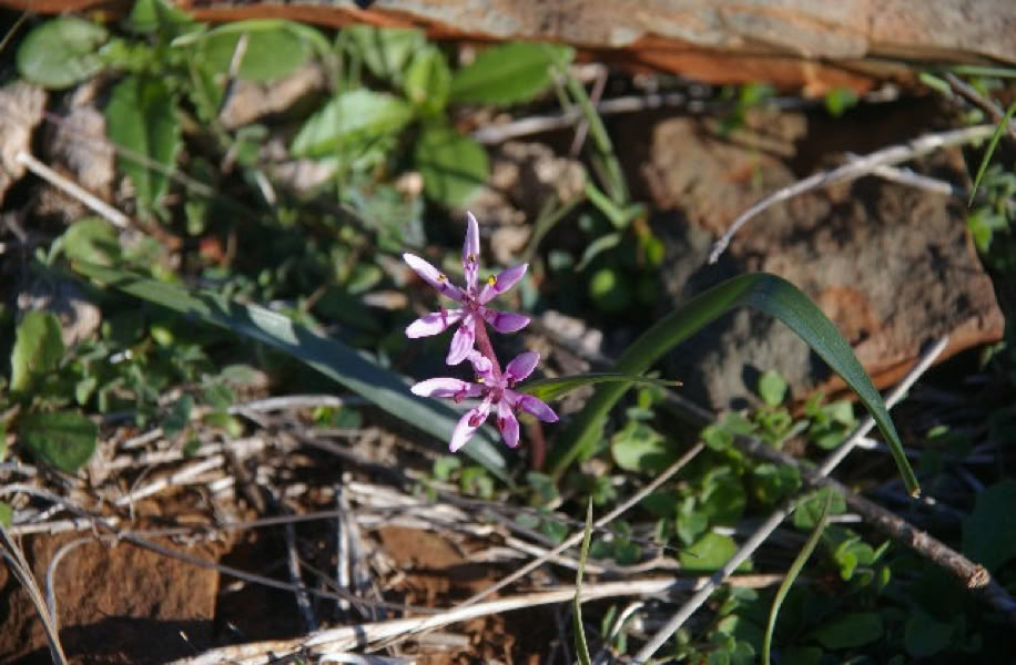 Flinders Ranges wild flowers and native plants