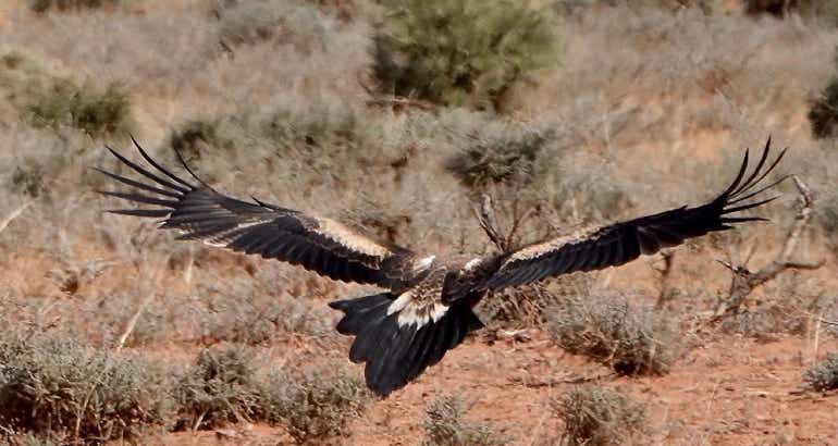 Flinders Ranges 4 day tour Wilpena Pound