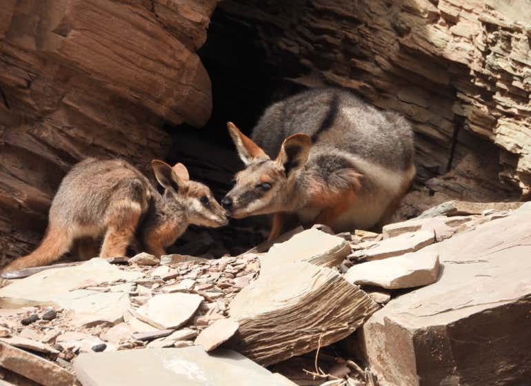 Flinders Ranges 3 day tour