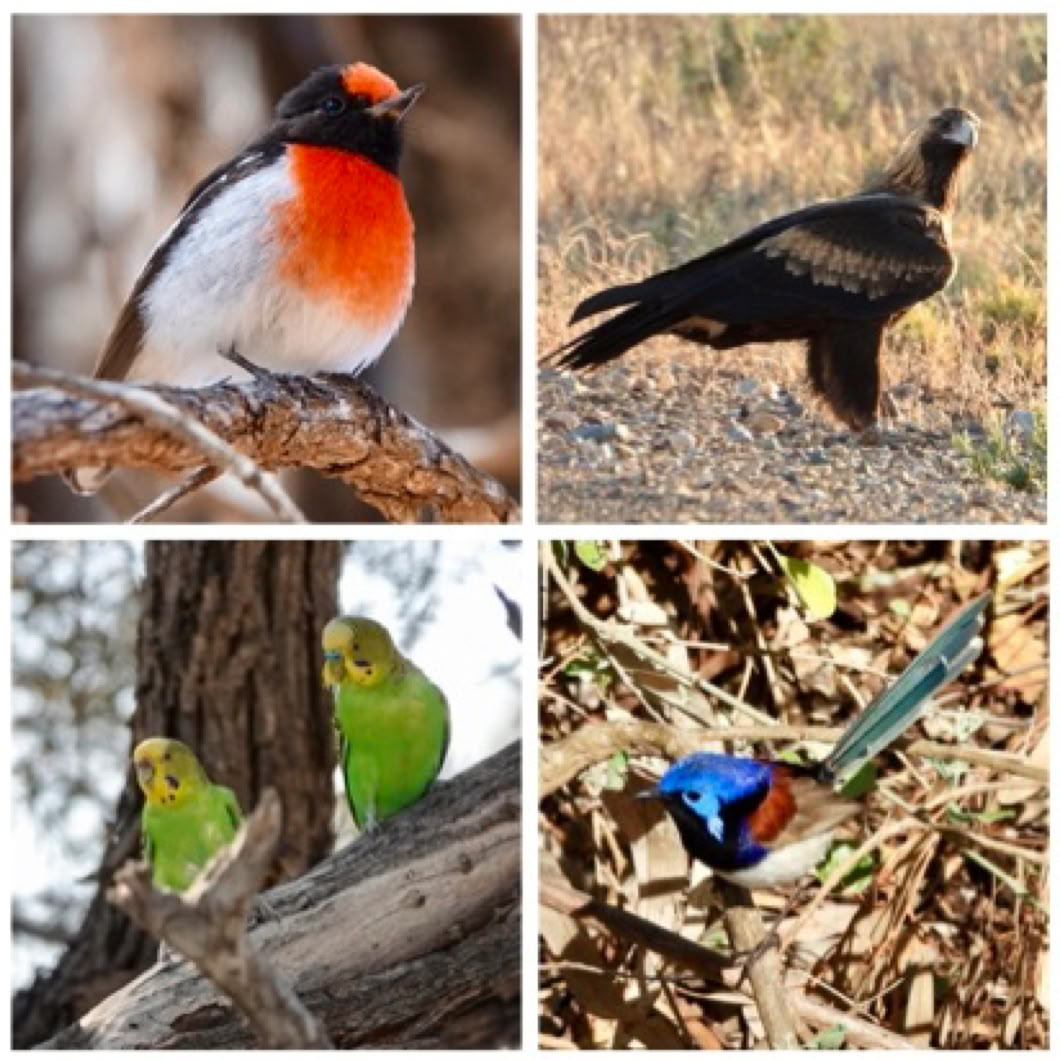 Flinders Ranges Tours Birdwatching tour Flinders Ranges Tours, Birdwatching tour